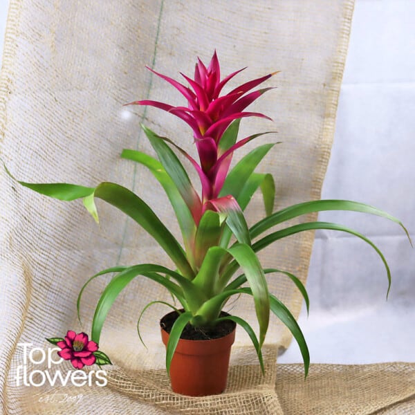 Guzmania (Guzmania)