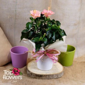 Хибискус (hibiscus)