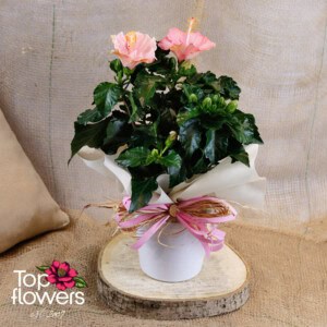 Хибискус (hibiscus)