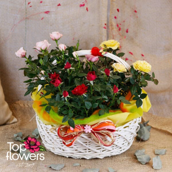 Roses basket