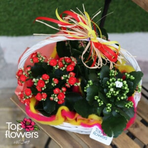 Basket with Kalanchoe