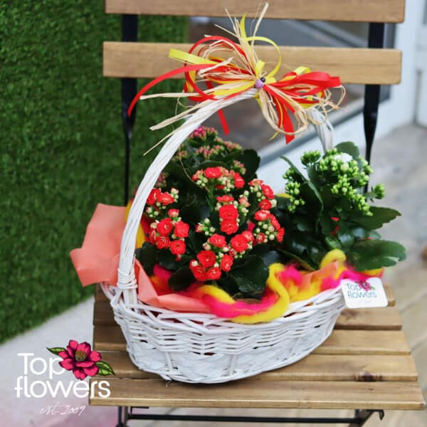 Basket with Kalanchoe