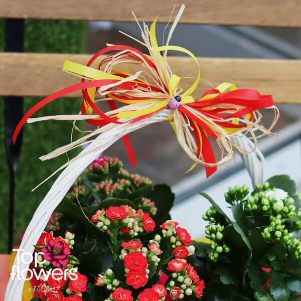 Basket with Kalanchoe