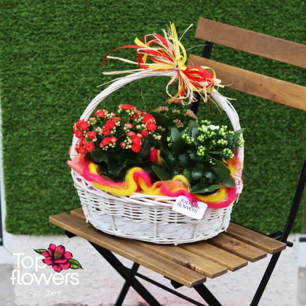 Basket with Kalanchoe