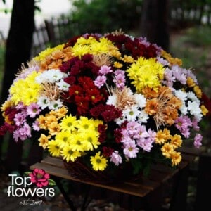 51 multicolored chrysanthemums | Basket