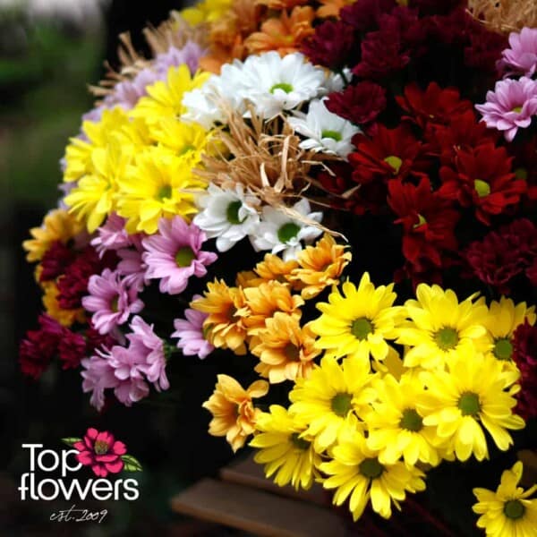 51 multicolored chrysanthemums | Basket