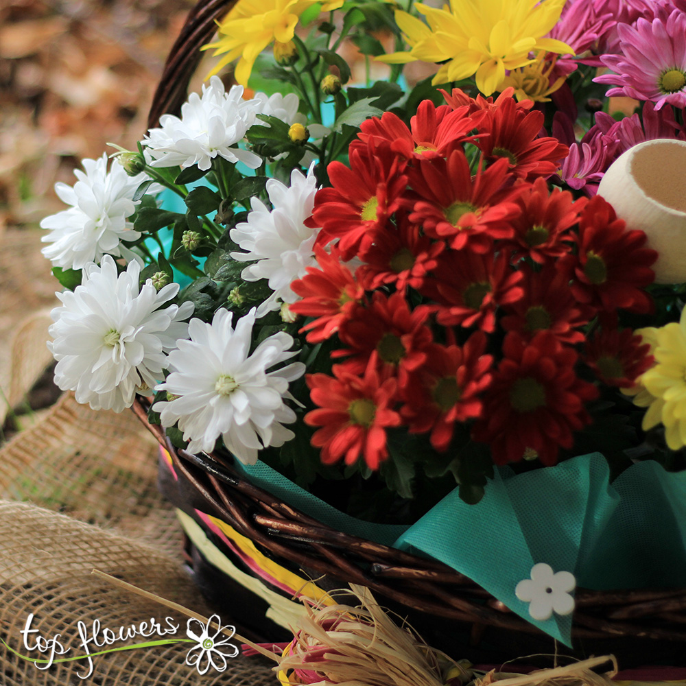 Basket of chrysanthemums TopFlowers live plants with delivery in Bulgaria