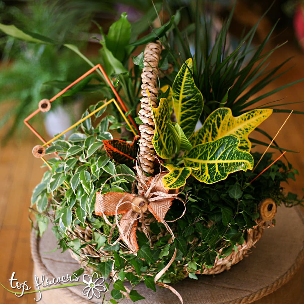 Кошница микс от листнодекоративни растения Top