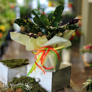 Croton (Croton)