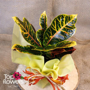 Кротон (croton)