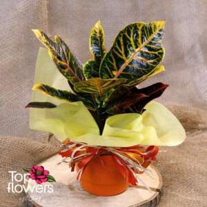 Кротон (croton)