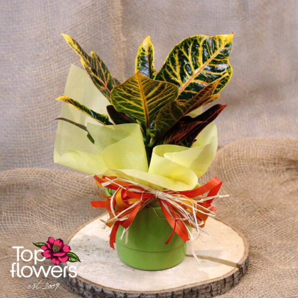 Кротон (croton)