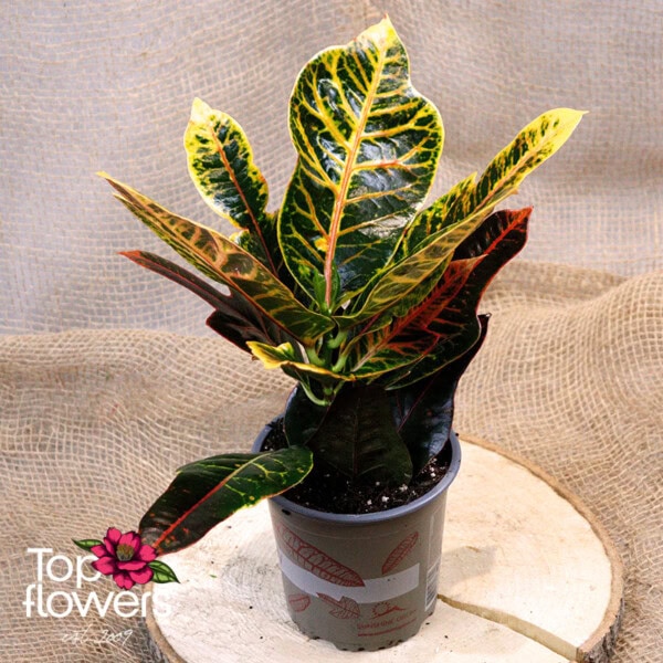 Кротон (croton)