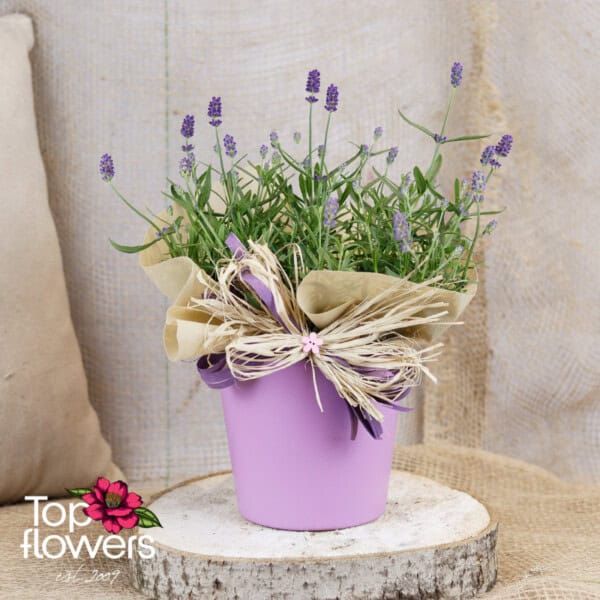 Лавандула (lavandula)