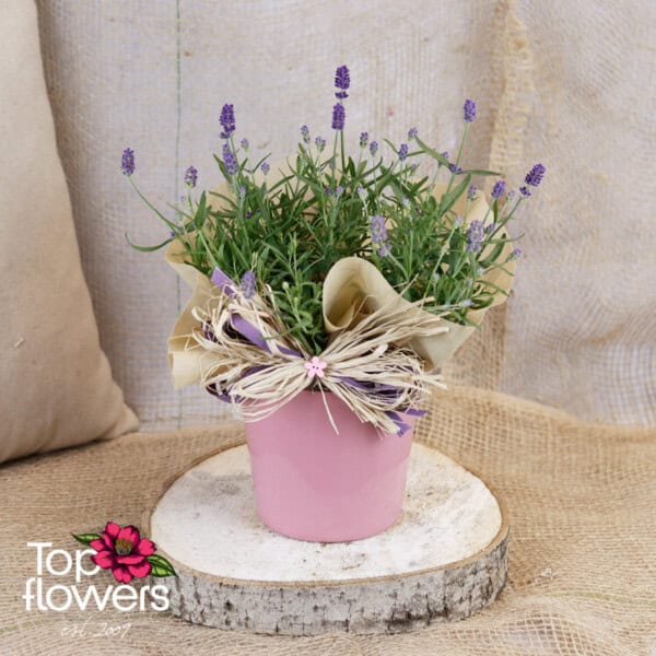 Лавандула (lavandula)