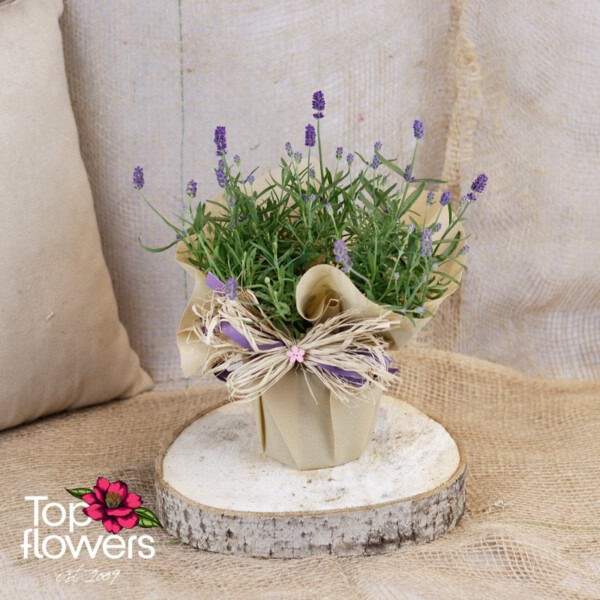 Лавандула (lavandula)