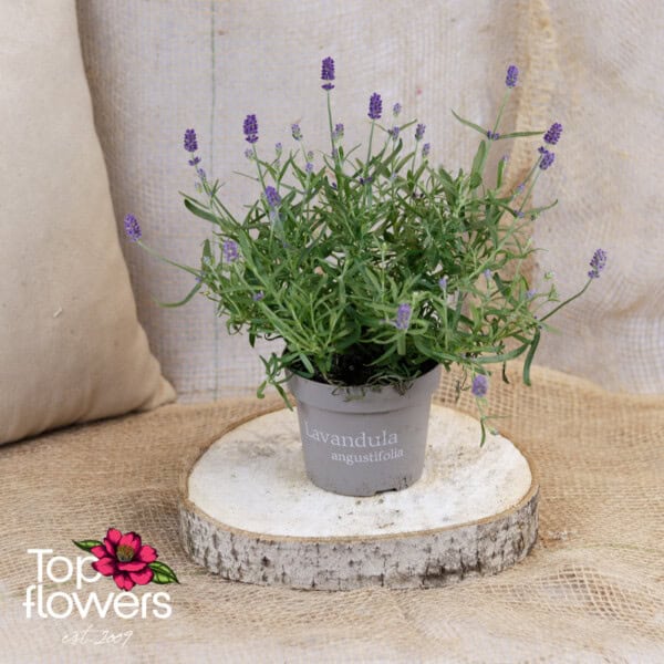 Лавандула (lavandula)