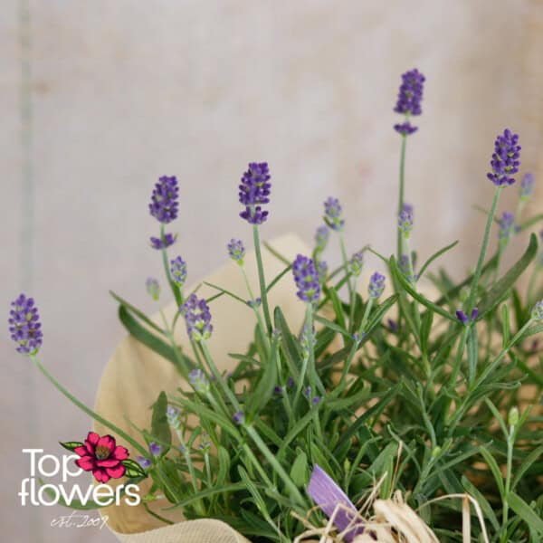 Лавандула (lavandula)