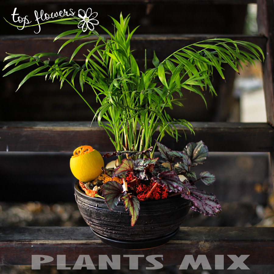 Plant mix 2