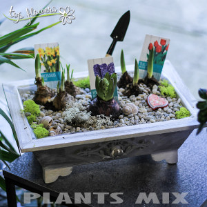 Plant mix | 1