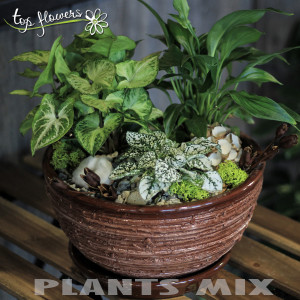 Plant mix 2
