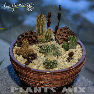Plant MIX 5