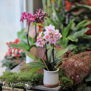 Orchid Phalaenopsis | MINI