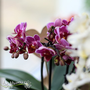 Orchid Phalaenopsis | MINI