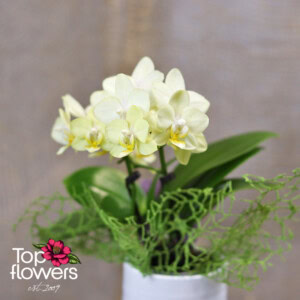 Phalaenopsis Orchid | Mini
