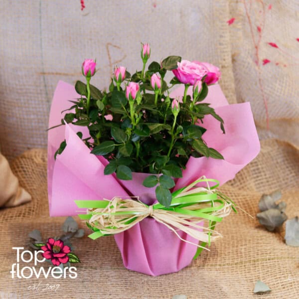 Garden Rose (Garden Rose) - Image 9