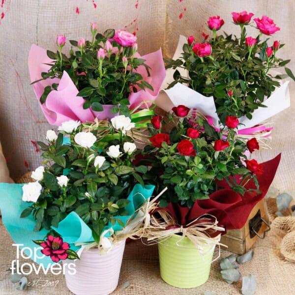 Garden Rose (Garden Rose) - Image 10