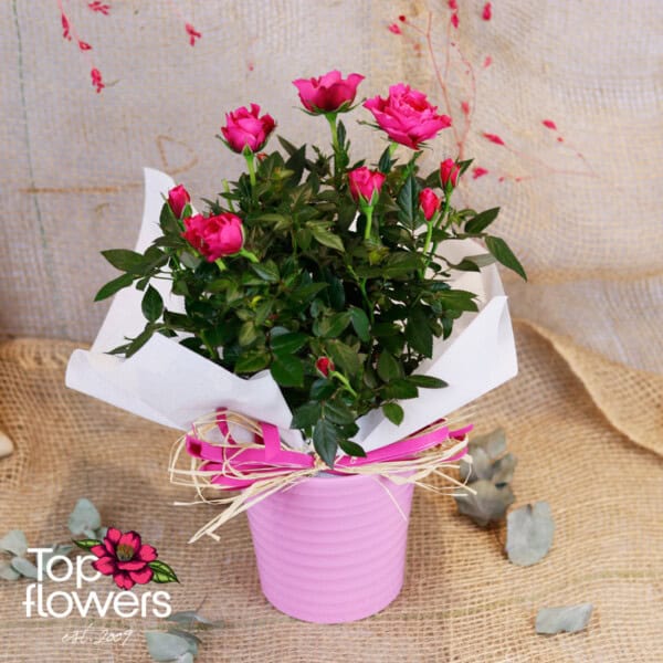 Garden Rose (Garden Rose) - Image 2