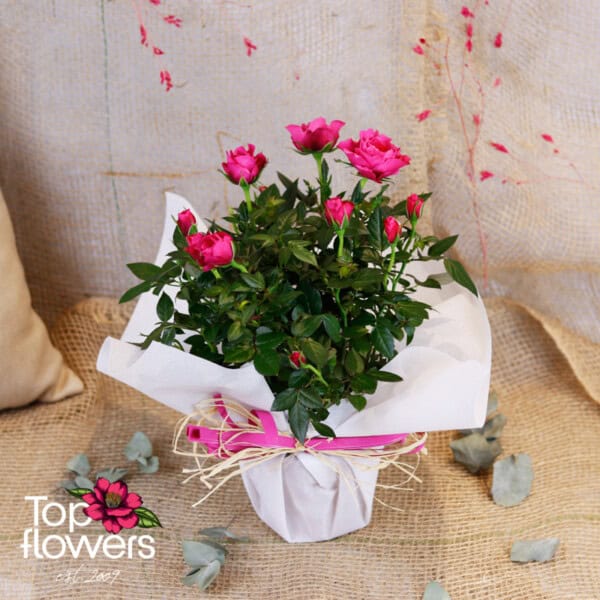 Garden Rose (Garden Rose) - Image 3