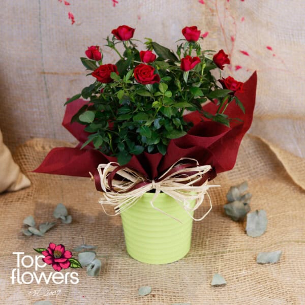 Garden Rose (Garden Rose) - Image 4