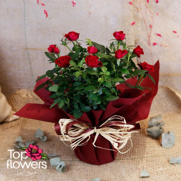 Garden Rose (Garden Rose) - Image 5