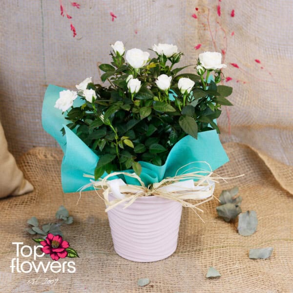 Garden Rose (Garden Rose) - Image 6