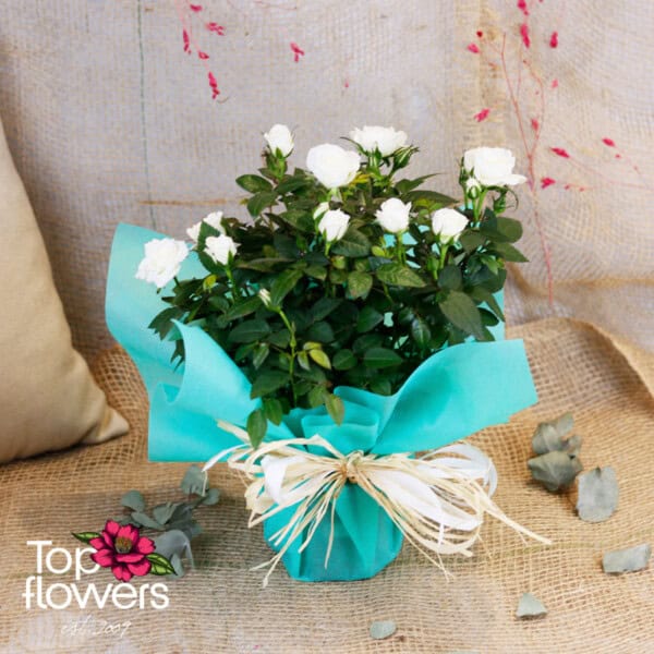 Garden Rose (Garden Rose) - Image 7