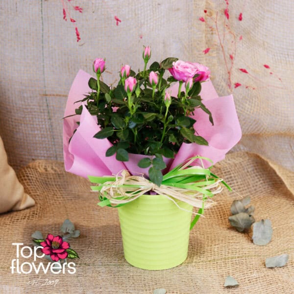 Garden Rose (Garden Rose) - Image 8