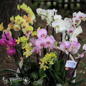 Orchid Falaenopsis | Mix for connoisseurs