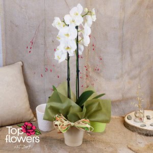 Orchid Phalaenopsis (Orchid Phalaenopsis) | Different colors