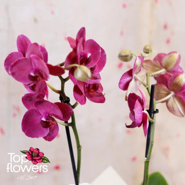 Орхидея Фаленопсис (orchid phalaenopsis) | Различни видове