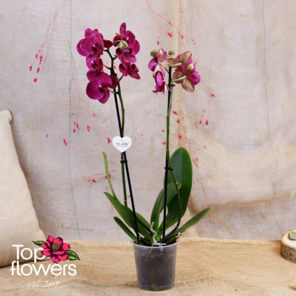 Орхидея Фаленопсис (orchid phalaenopsis) | Различни видове