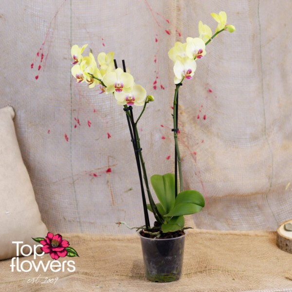 Орхидея Фаленопсис (orchid phalaenopsis) | Различни видове