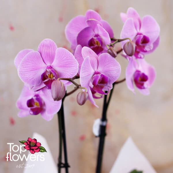 Орхидея Фаленопсис (orchid phalaenopsis) | Различни видове