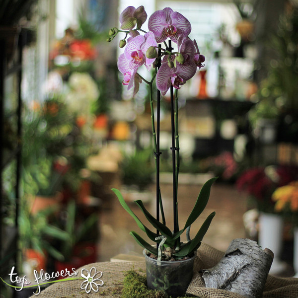 orhideya golyama 01