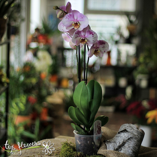 orhideya golyama 02