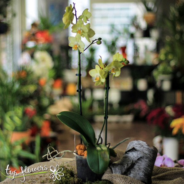 orhideya golyama 03
