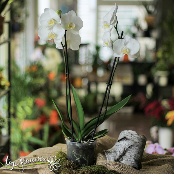 orhideya golyama 05