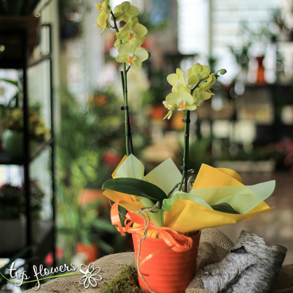 orhideya golyama 06