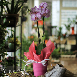 Orchid Phalaenopsis